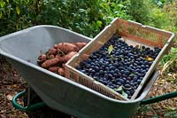 Lifting Potatoes - Solanum tuberosum 'Sarpo Mira' and Prunus insititia 'Prune Damson' AGM Shropshire Damsons - just harvested