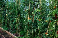 Growing tomatoes - Solanum lycopersicum in the ground in a polythene tunnel - September