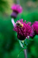 Cirsium rivale 'Trevor's Blue Wonder' with Bumble Bee - Bombus pascuorum feeding