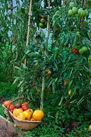Tomato - Solanum lycopersicum - a trug full beneath the plants from which they were harvested - growing in a polytunnel