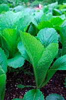 Chinese Cabbage - Brassica rapa  - Pekinensis Group -  'Green Rocket' sown 30 July and shown on 12 September just starting to heart up