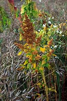 Chenopodium quinoa and Mustard - Brassica juncea grown as a wild and game bird attractant in the corner of a field