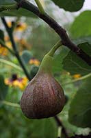 Ficus 'Brown Turkey' Fig