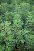 Artemisia abrotanum AGM