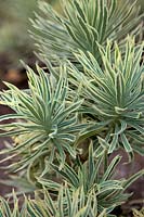 Euphorbia characias 'Kestrel'  - v - 