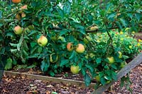 Apple - Malus domestica 'Winter Gem'  - D -  trained as stepover cordon on M27 rootstock shown mid September