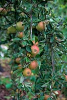 Apple - Malus domestica 'Cox's Orange Pippin'  - D - 
