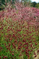Miscanthus sinensis 'Ferner Osten' with Sanguisorba officinalis 'Red Thunder'