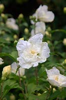 Hibiscus syriacus WHITE CHIFFON 'Notwoodtwo'  - PBR -   - d -  AGM