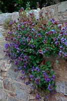 Ceratostigma plumbaginoides AGM growing in a wall