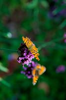 Verbena bonariensis AGM with Comma butterfly - Polygonia c-album and Small Tortoiseshell Butterfly - Aglais urticae