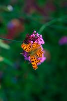 Verbena bonariensis AGM with Comma butterfly - Polygonia c-album and