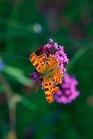 Verbena bonariensis AGM with Comma butterfly - Polygonia c-album and