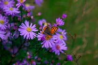 Small copper butterfly - Lycaena phlaeas feeding on Aster 'Little Carlow'