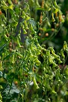 Nicotiana langsdorfii - Green flowering tobacco