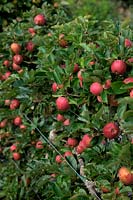 Espalier trained apple tree - Malus domestica 'Kidd's Orange Red'  - D -  AGM