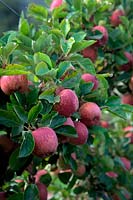 Espalier trained apple tree - Malus domestica 'Kidd's Orange Red'  - D -  AGM