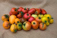 Solanum lycopersicum - Home grown Tomatoes - large red - St Pierre, red pointed - Cornue des Andes syn. Andine Cornue syn. Andean Horn, large orange - Orange Beef heart syn. Coeur de Boeuf Orange, single black fruit - Paul Robeson, large pink - Faworyt, sm