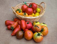 Solanum lycopersicum - Home grown Tomatoes. In basket - large red - St Pierre, smaller yellow - Golden Sunrise, large orange - Orange Beef heart syn. Coeur de Boeuf Orange. Outside basket - red pointed - Cornue des Andes syn. Andine Cornue syn. Andean Horn