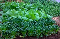 An autumn crop of Oriental Salad Greens in Polytunnel sown 30 July - photo 30 September - from front - Brassica rapa Narinosa group Tatsoi - Rosette Pak Choi,  Chinese Cabbage - Brassica rapa pekinensis 'Hilton', Chinese Cabbage - Brassica rapa pekinensis