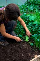 Woman harvesting Brassica rapa Narinosa group Tatsoi - Rosette Pak Choi at 8 weeks from sowing on 30 July