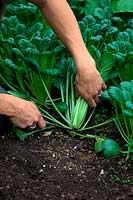 Woman harvesting Brassica rapa Narinosa group Tatsoi - Rosette Pak Choi at 8 weeks from sowing on 30 July