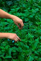 Woman harvesting New Zealand Spinach - Tetragonia tetragonioides