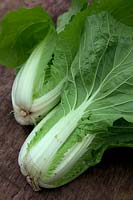 Chinese Cabbage - Brassica rapa pekinensis 'Kuboko' at 8 weeks from sowing on 30 July