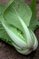 Chinese Cabbage - Brassica rapa pekinensis 'Hilton' at 8 weeks from sowing on 30 July