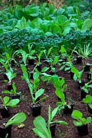 Successional sowing of autumn salad crops - at rear Brassica rapa Narinosa group Tatsoi - Rosette Pak Choi,  Chinese Cabbage - Brassica rapa pekinensis 'Hilton', Chinese Cabbage - Brassica rapa pekinensis 'Green Rocket' and ready to be planted Cichorium en