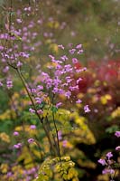 Thalictrum 'Splendide' in October with Euonymus alatus 'Compactus' AGM at rear