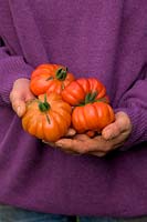 Hands of woman gardener holding Solanum lycopersicum - Tomato 'Costoluto Fiorentino'