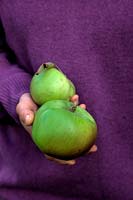 Hands of woman gardener holding Cooking Apples - Malus domestica 'Bramley's Seedling'