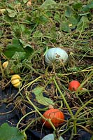The winter squash harvest in mid October - Cucurbita maxima 'Crown Prince' AGM - grey, Cucurbita maxima 'Uchiki Kuri' - orange, Cucurbita 'Sweet Lightning' AGM - orange and cream, Cucurbita maxima 'Cornell's Bush Delicata' - green and cream
