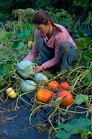 Woman gardener harvesting the winter squash harvest in mid October - Cucurbita maxima 'Crown Prince' AGM - grey, Cucurbita maxima 'Uchiki Kuri' - orange, Cucurbita 'Sweet Lightning' AGM - orange and cream