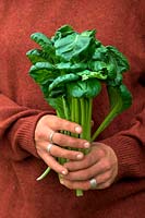 Hands of woman gardener holding Brassica rapa Narinosa group Tatsoi - Rosette Pak Choi