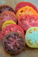Colourful slices of Tomato - Solanum lycopersicum - clockwise from the white variety - White Queen, Crimean Black, Cuor di Bue, Golden Queen, Omars Lebanese, Paul Robeson, Long Keeper, Coeur de Boeuf - Orange, Costoluto Fiorentino.