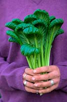 Woman gardener holding Brassica rapa Narinosa group Tatsoi - Rosette Pak Choi