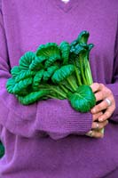 Woman gardener holding Brassica rapa Narinosa group Tatsoi - Rosette Pak Choi