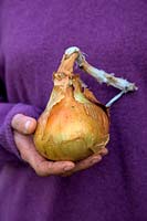 Woman gardener holding ripe onion - Allium 'Santero'