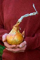 Woman gardener holding ripe onion - Allium 'Santero'
