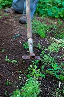 Uisng an Oscillating, Reciprocating or Stirrup Hoe to weed in the vegetable garden