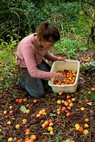 Woman gardener harvesting crab apples - Malus 'Dartmouth'