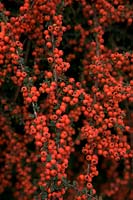 Cotoneaster conspicuus syn Cotoneaster microphyllus wall. var. conspicus in October