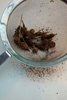 Cleaning and separating seed of Meconopsis napaulensis using domestic sieve