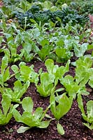 Chicory - Cichorium intybus - growing leaf chichory for successional salad crop. A late sowing in a polytunnel shown mid October, from front - ChicorÃ©e scarole 'Blonde Ã  coeur plein', ChicorÃ©e scarole 'Grosse BouclÃ©e', ChicorÃ©e amÃ¨re 'Barbe de Capucin'