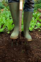 Woman digging with fork in garden and wearing denim jeans and green wellington boots