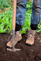 Woman digging with spade in garden and wearing denim jeans tucked into socks and safety work boots