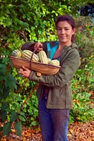 Woman gardener with crop of the winter squash harvest in mid October - Cucurbita maxima 'Cornell's Bush Delicata' - green and cream