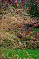 Molinia caerulea subsp. arundinacea 'Windspiel' with Cercis canadensis 'Forest Pansy' AGM at rear in autumn